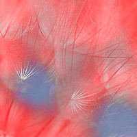 Goatweed  Abstract