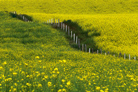 Canola Field, CAN