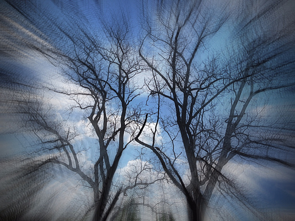 Two Trees, Zoom