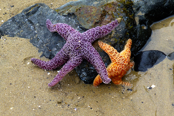 Two Starfish, OR