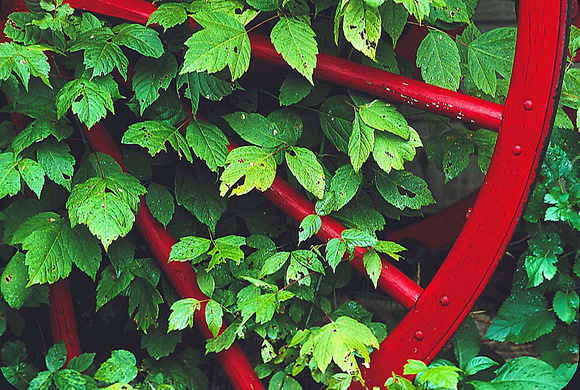 Red Wheel, Green Leaves