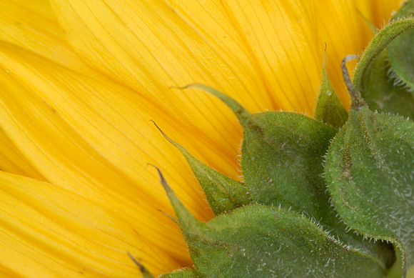 Sunflower, Side