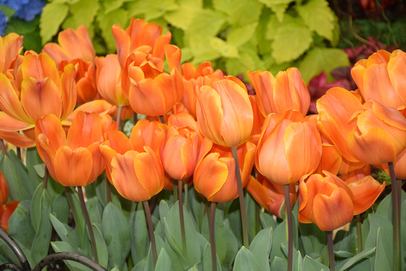 Tulips, Orange