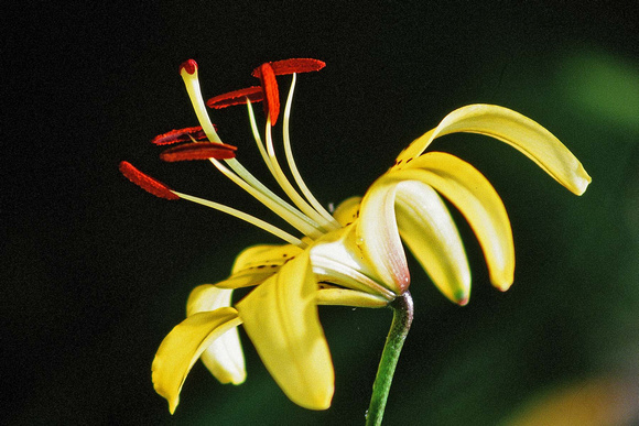Lily Yellow