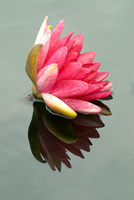 Lotus, Pink with Reflection