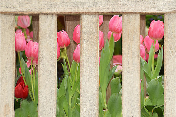 Pink Tulips Behind Fence