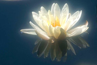 Soft White Lotus