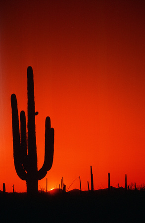 Sunset Behind Cactus, AZ