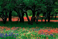 Wildflowers and Trees, TX