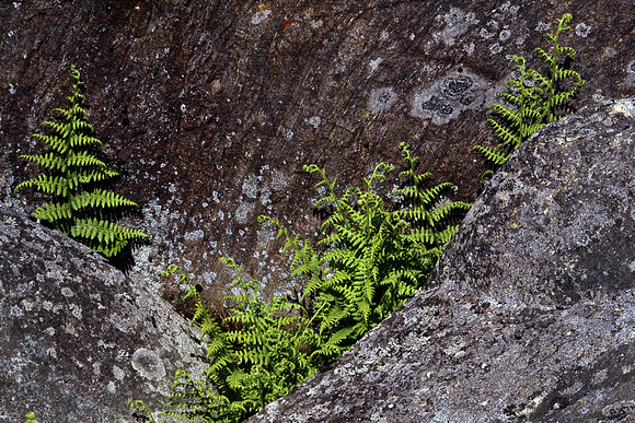 Ferns in Rocks