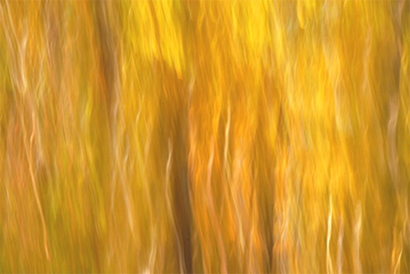 Fall Trees Abstract