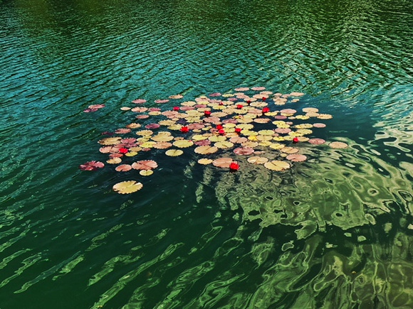 Pond of Lily Pads