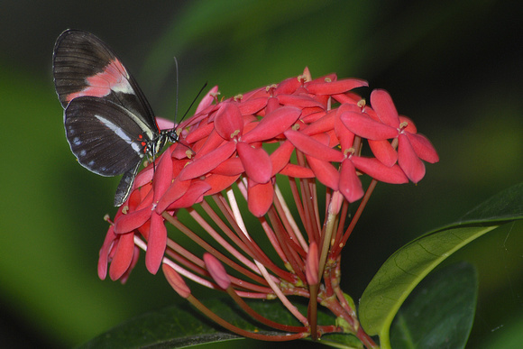 Butterfly at zoo