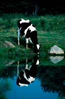 Cow And Reflection