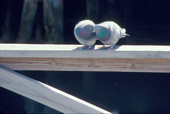 Doves (Pigeons)