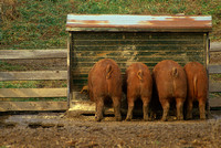 Pigs,  Four for Dinner