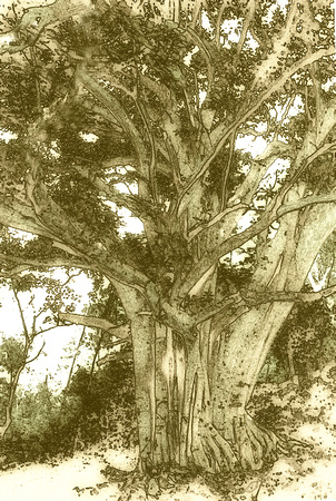 Mexican Tree.