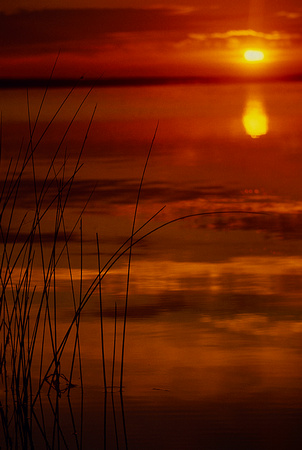 Reeds at Sunrise