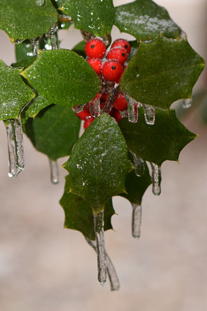 Holly in Ice