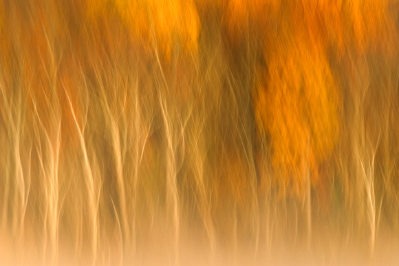 East Fork Fall Abstract 2