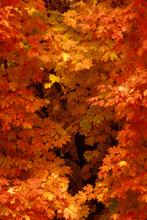 Fall Maple Trees, Hollow