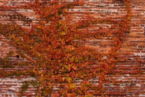 Fall Vine on Bricks