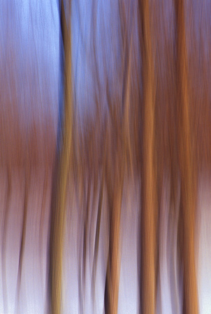 Forest  Abstract