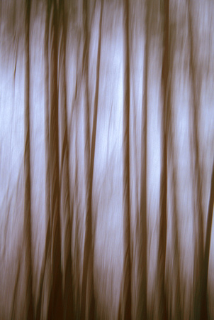 Forest Abstract 2