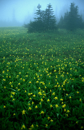 Glacial Lilies in Fog