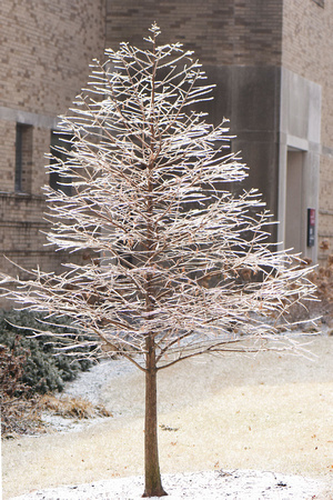Ice on Tree