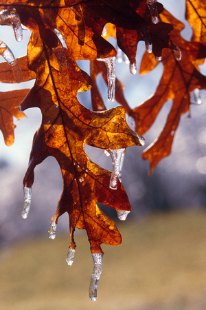 Oak leaves in ice