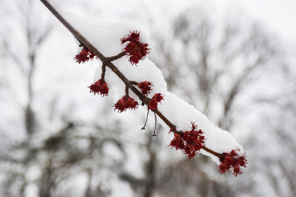 Red Buds with Snow, Eden Park