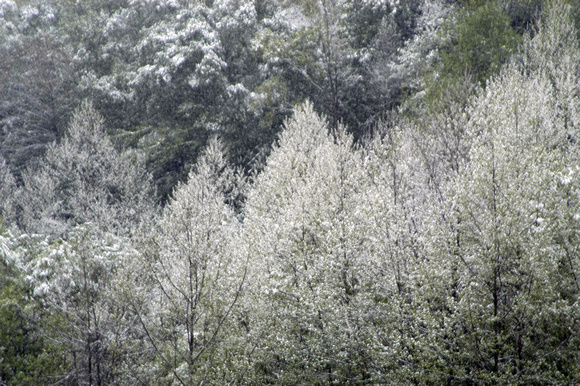 Snow on Spring Trees, Cumberland Mts
