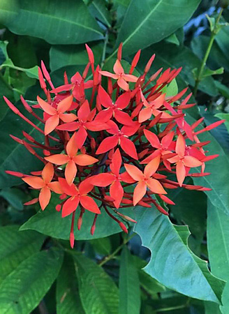 Red Flower, MX