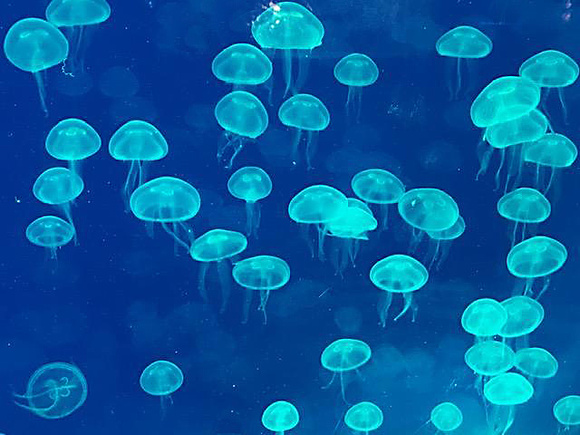 Jellyfish, Blue