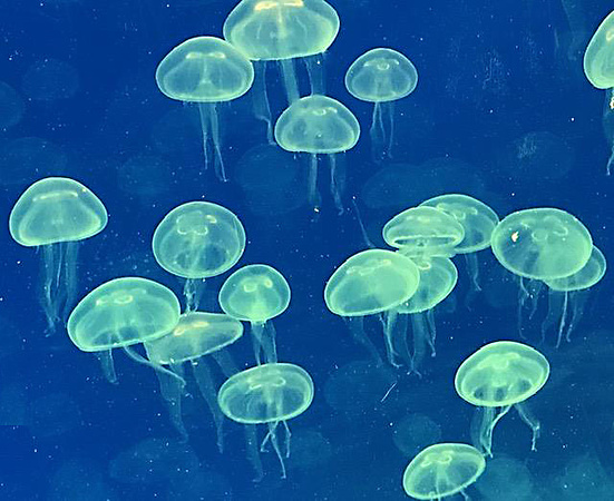 Jellyfish, Green