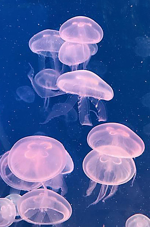Jellyfish, Pink V