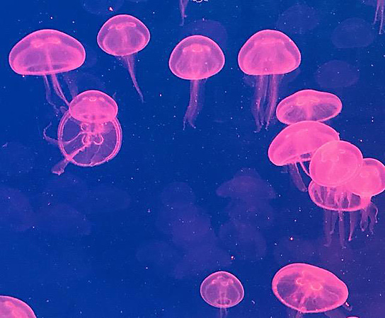 Jellyfish, Pink H