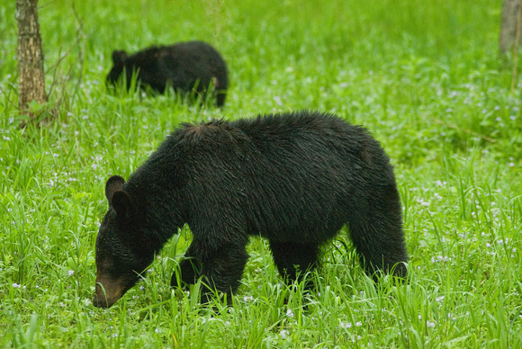 Two Black Bears, TN