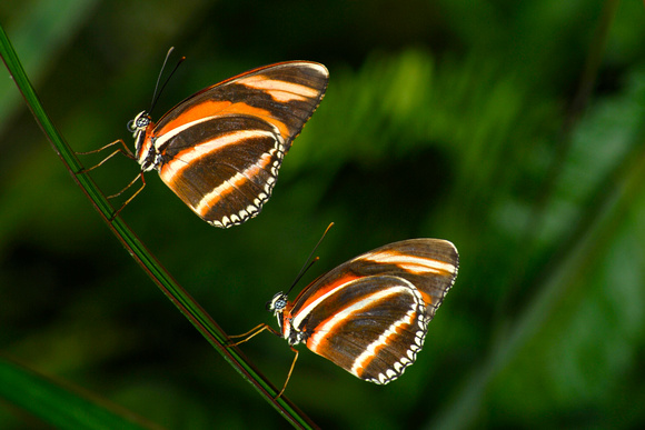 Two Butterflies