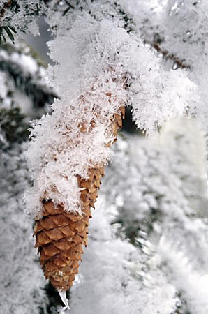 Hoarfrost on Pine Cone