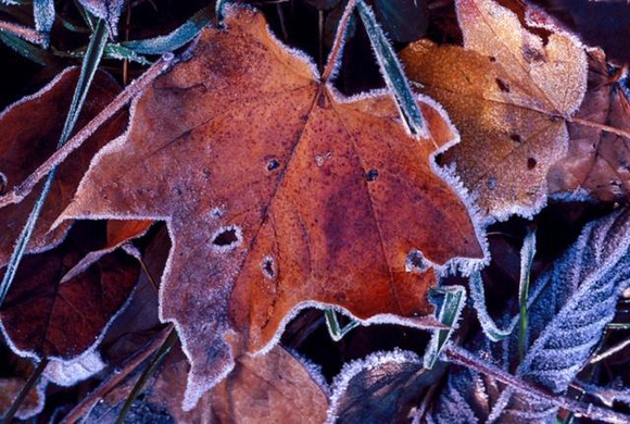 Maple Leaf with Frost