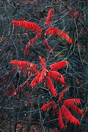 Sumac Branches, Fall
