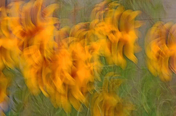 Sunflowers  Abstract