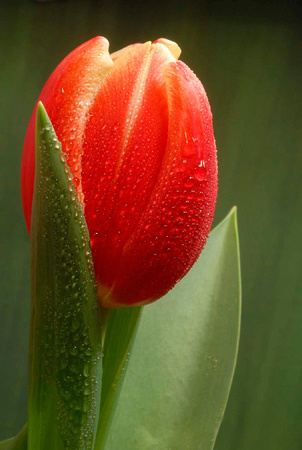 Tulip in Rain