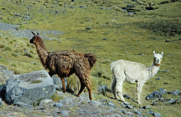 Two Llamas, Peru
