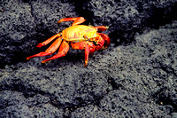 Sally Lightfoot Crab, Galapagos