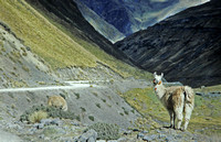 Llama in Andes, Peru