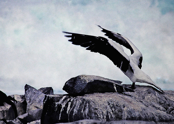 Albatross Wings, Galapagos