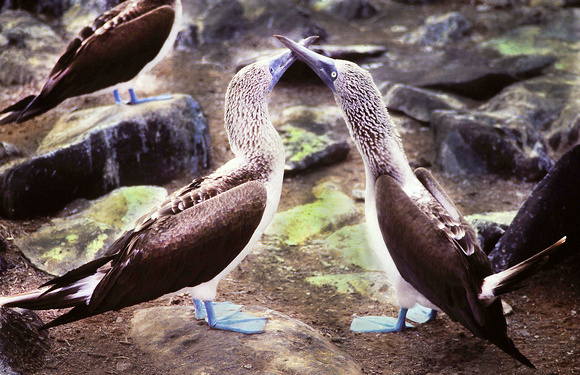 Two Boobies in Mating Dance, Galapagos